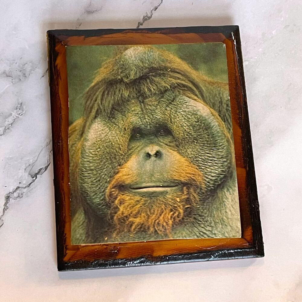 Vintage Orangutan Portrait Wood Plaque Wall Art Funny Office Cubicle Decor